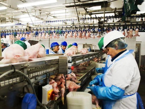 英国又有两家食品加工厂爆发新冠 买回来的肉还能放心吃吗